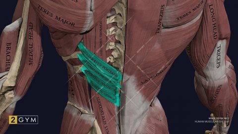 Нижняя задняя зубчатая мышца спины: функции и анатомия